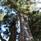 三峯神社　御神木
