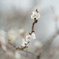 冬の桜Ⅱ