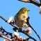 早春、白梅とメジロ