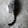 Cat Tail
