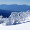 純白の霧氷と南アルプス