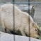 カピバラ(井の頭自然文化園)