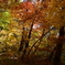 紅葉の林。