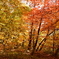 紅葉の林。