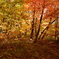 紅葉の林。
