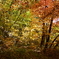 紅葉の林。