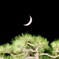 三日月に松