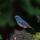 ルリビタキ
