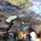 梅の花