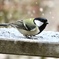 雪の中のシジュウカラ