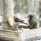 餌台のカワラヒワ②