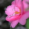 山茶花にみぞれ