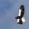 オオワシ飛翔２