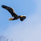 オオワシ飛翔５