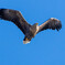 オジロワシ飛翔2
