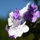 Brunfelsia 2 12-16-25