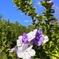 Brunfelsia 3 12-16-25