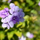 Brunfelsia 5 12-16-25