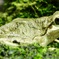 ニホンアマガエル(井の頭自然文化園)