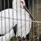 ニホンコウノトリ(井の頭自然文化園