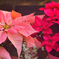 ポインセチア