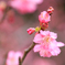 寒緋桜