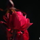 光さす紅薔薇1