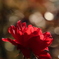 光さす紅薔薇2