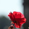 光さす紅薔薇3