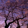 夕日に染まる