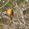 今日の鳥果；カワセミ