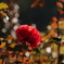 光さす紅薔薇4