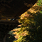 山門の陰から