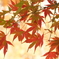 紅葉　（1）