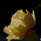 光さす黄薔薇