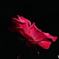 光さす紅薔薇5