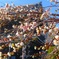 東本願寺と寒桜