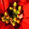 ポインセチアの花