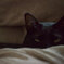 My black cat