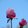 青空とピンクの薔薇