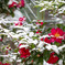 雪の山茶花