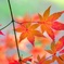 モミジ/ 紅葉