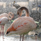 神々しいフラミンゴ
