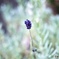 English lavender