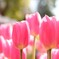 チューリップ-2