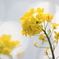 菜の花キラリ