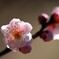 初撮りの梅