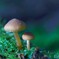 苔の世界 ２０２６ー４（キノコ）