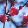 紅白梅見頃～ⅲ