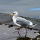 オオセグロカモメ06